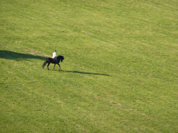 Horse