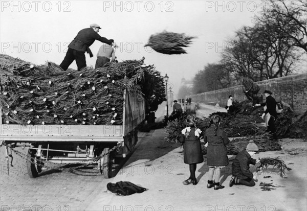 Weihnachtsbäume werden von einem Lieferwagen geworfen