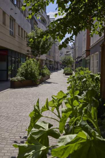 Végétalisation à Saint-Denis