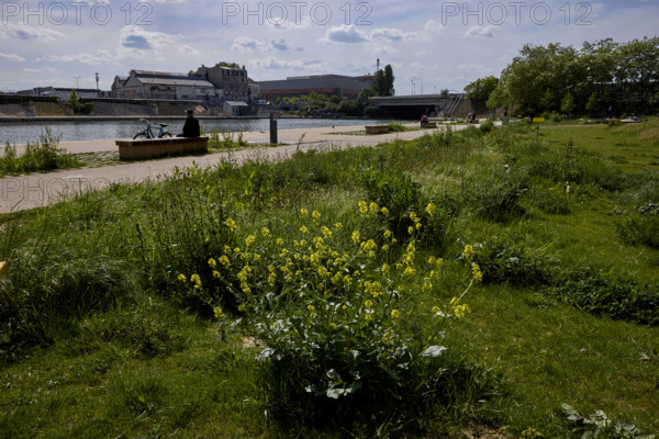 Végétalisation à Saint-Denis