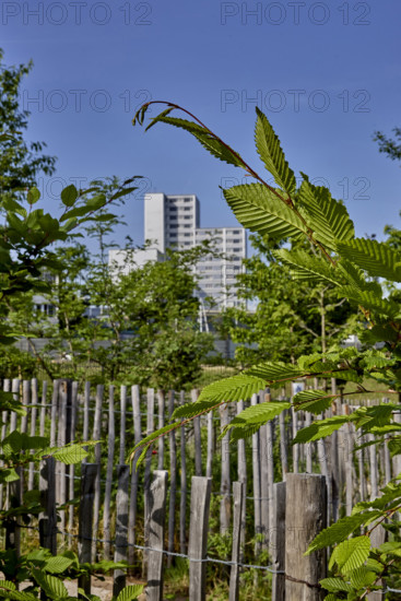 Végétalisation à Saint-Denis