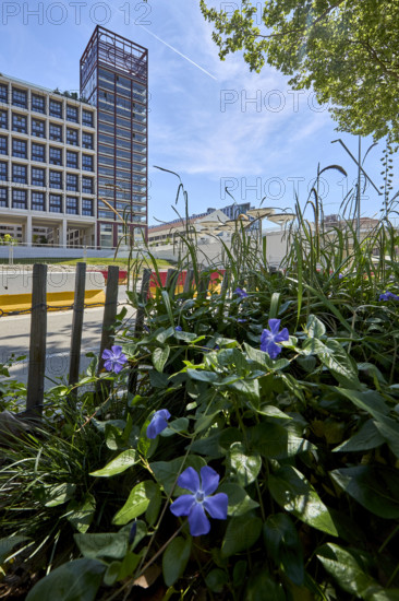 Végétalisation à Saint-Denis
