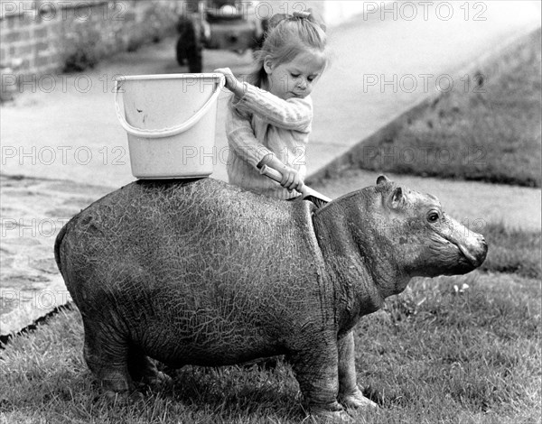 Girl washes a Pygmy Hippopotamus