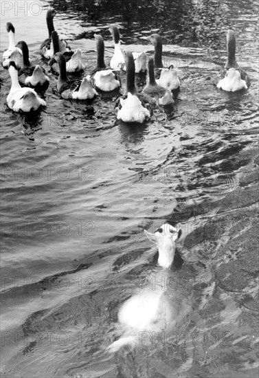 Goat swims after geese