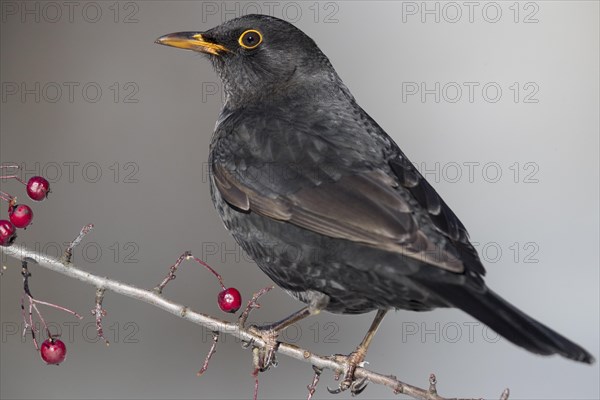 Common Blackbird (Turdus merula)