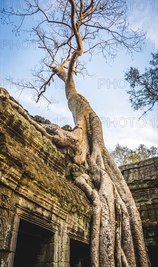 Huge roots of a tree (Tetrameles nudiflora) overgrowning ruins of Ta Prohm temple