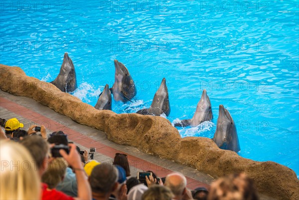 Bottlenose dolphins (Tursiops truncatus) Dolphin Show