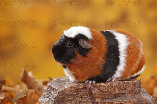 English Crested Guinea Pig Pig on Stone