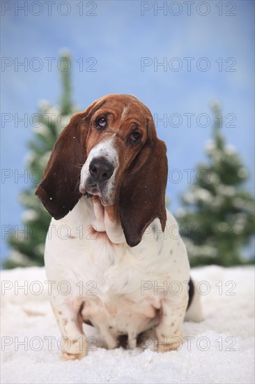 Basset Hound