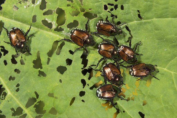 Japanese beetles (Popillia japonica) eating a physalis leaf