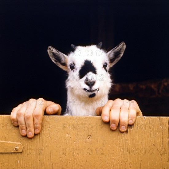 Goat with human hands