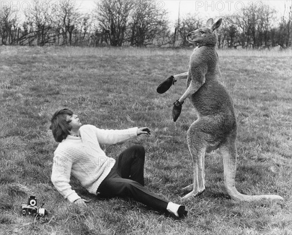 Man boxing with kangaroo