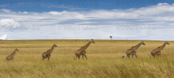 Giraffes (Giraffa camelopardalis)