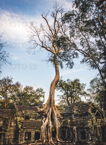 Huge roots of a tree (Tetrameles nudiflora) overgrowning ruins of Ta Prohm temple