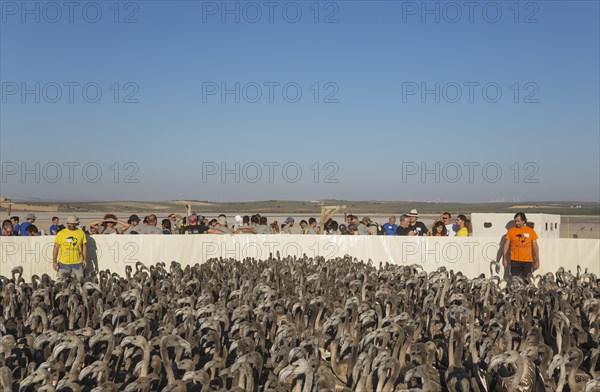 Volunteers at the Laguna de Fuente de Piedra have captured immature Greater Flamingos (Phoenicopterus roseus) which will be ringed and go through a medical check