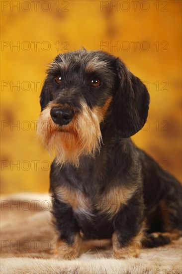 Little Grey-haired Dachshund