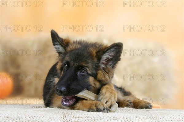 German shepherd