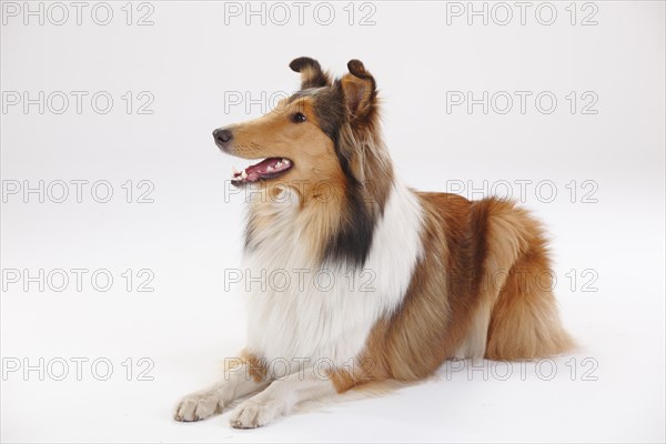 Longhair collie