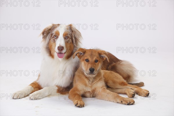 Australian Shepherd