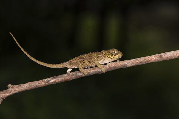 Blue-legged chameleon (Calumma crypticum) runs on branch