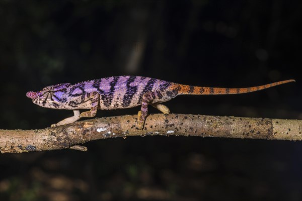 Rhinoceros chameleon (Furcifer rhinoceratus)