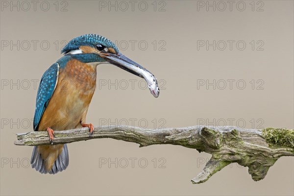 Common kingfisher (Alcedo atthis)