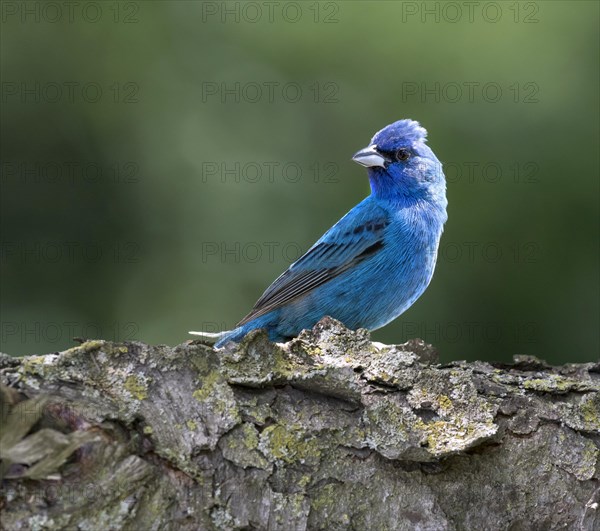 Male indigo bunting (Passerina cyanea) on a branch