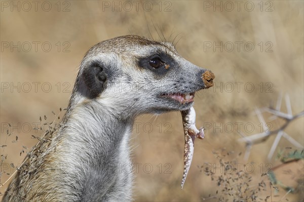 Meerkat (Suricata suricatta)