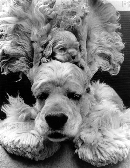 Puppy hides between mother's ears