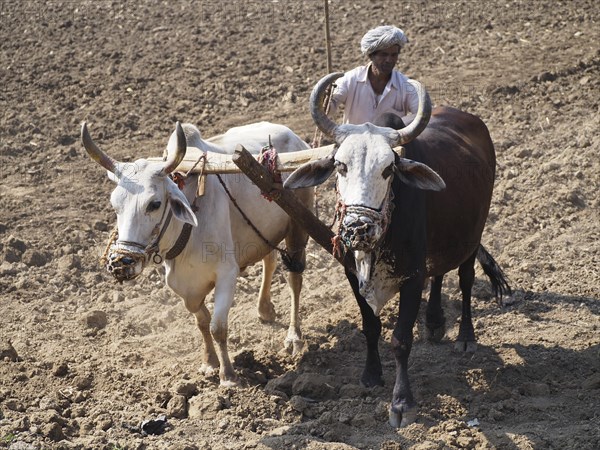 A farmer uses cattle and a plough made of wood for traditional agriculture on a field