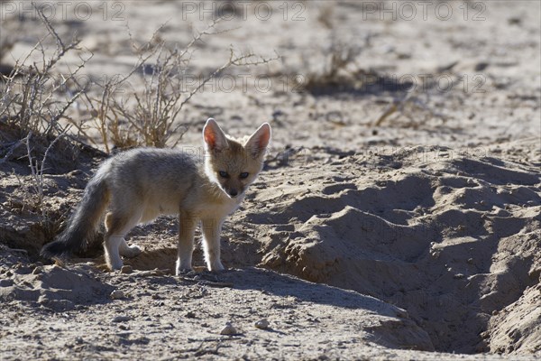 Young Cape fox (Vulpes chama)