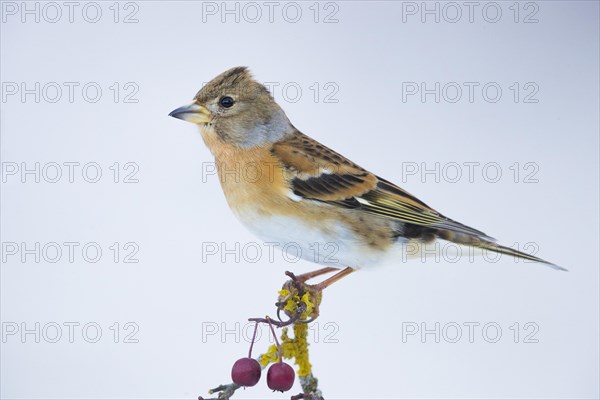 Brambling (Fringilla montifringilla)