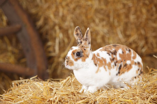 Dwarf Rex Rabbit