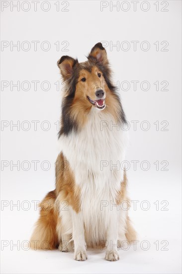 Longhair collie