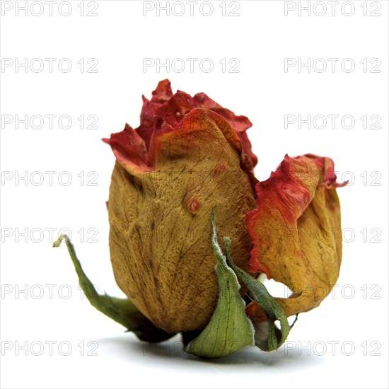 Withered rose heads