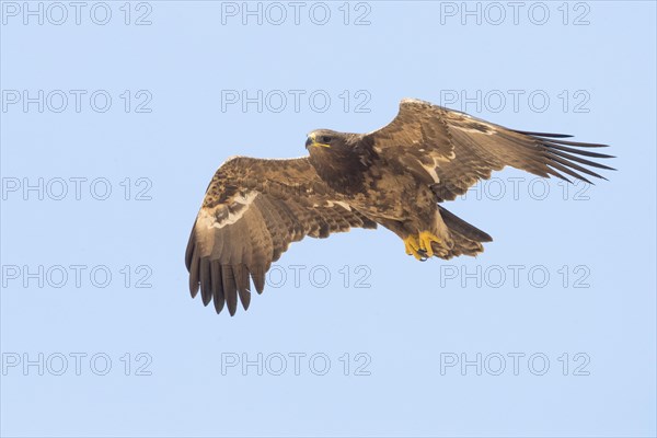 Steppe Eagle (Aquila nipalensis orientalis)