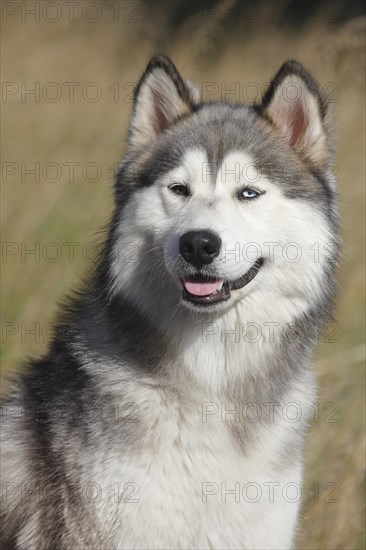 Siberian Husky Malamute half breed