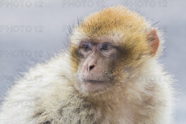 Barbary Macaque (Macaca sylvanus)