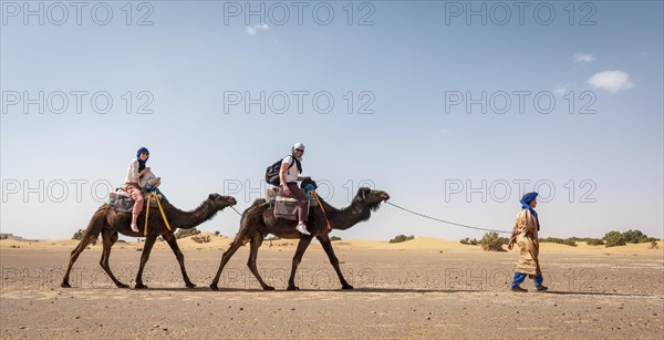 Caravan with dromedaries (Camelus dromedarius)