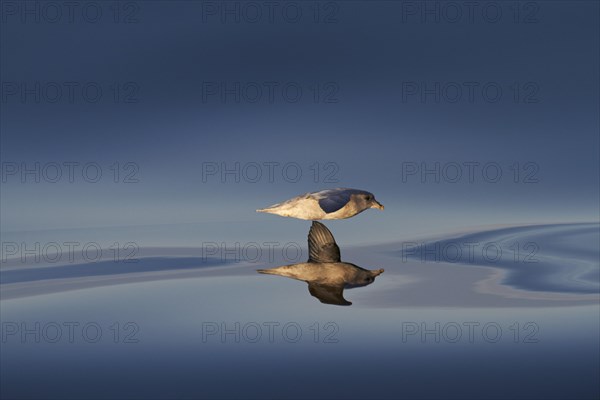 Northern fulmar