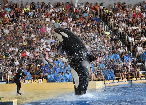 Killer whale (Orcinus orca) in jump