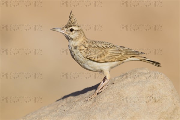 Maghreb Lark (Galerida macrorhyncha randonii)