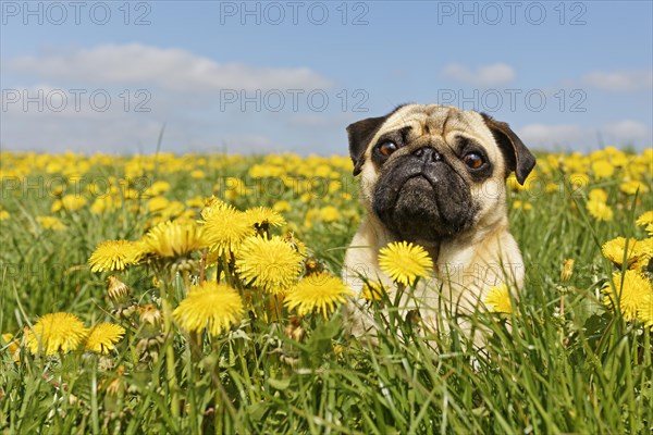 Pug sits in a dandelion meadow