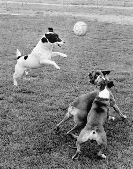 Jack Russell Terrier plays ball with other dogs