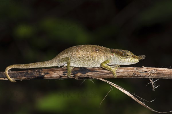 Chameleon (Calumma linotum)