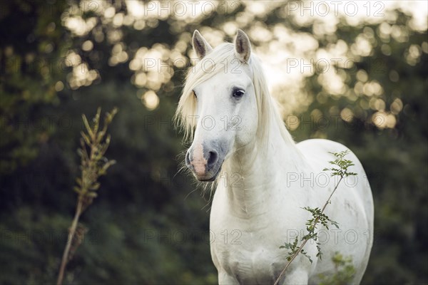 Camargue stallion (Equus) stands on the meadow