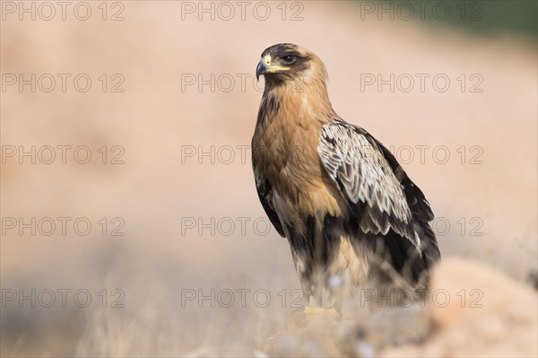 Greater Spotted Eagle (Clanga clanga)