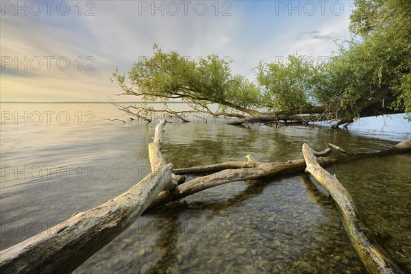 Untouched nature on the banks of the Muritz