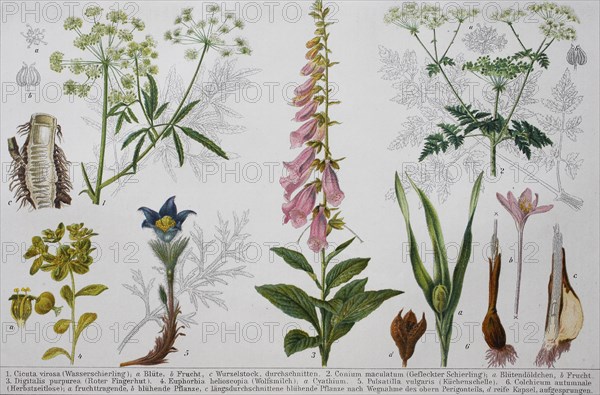 Historical image of various poisonous plants: Cicuta