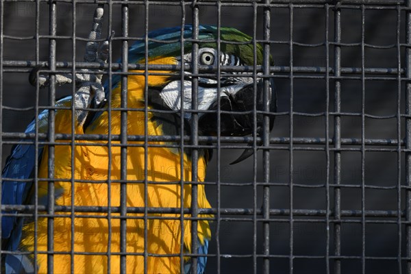 Blue and yellow macaw (Ara ararauna) behind bars in cage